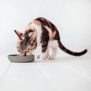 District 70 kattenvoerbak Bamboo slowfeeder